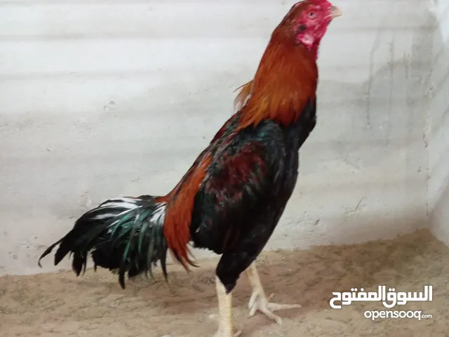 للبيع ديك باكستاني