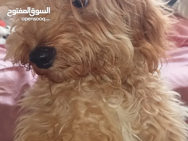 كانيش بيشون مالطي في عمرو 5 اشهر مدريسي