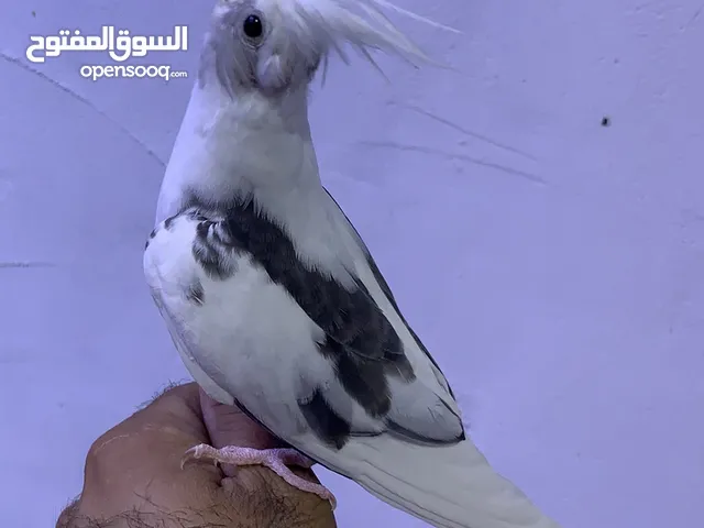 كوكتيل اليف مخلف