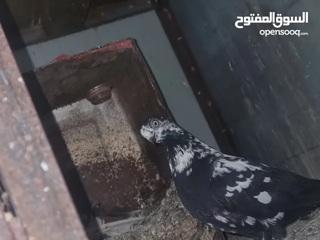 جواز وطواير
