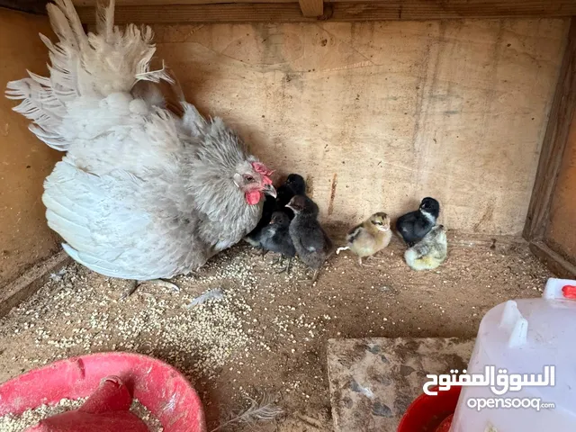 السلام عليكم متوفر دجاجه للبيع تحتها 10 نضافه ولون ربي يبارك