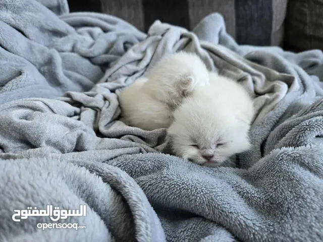 kittens . British Short Hair. type: Color Points