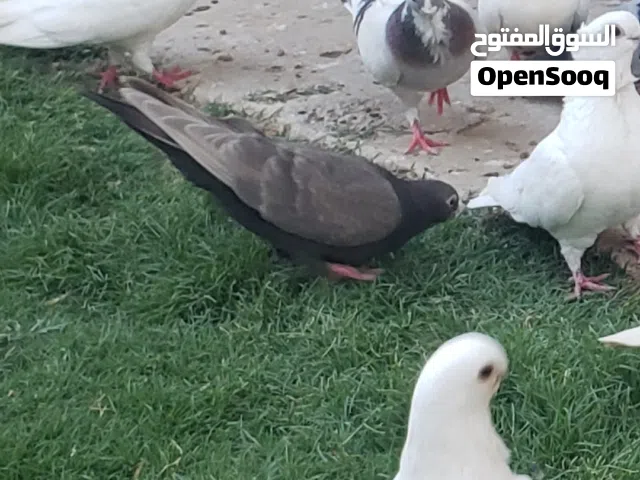 ارافل قجم منقوشة
