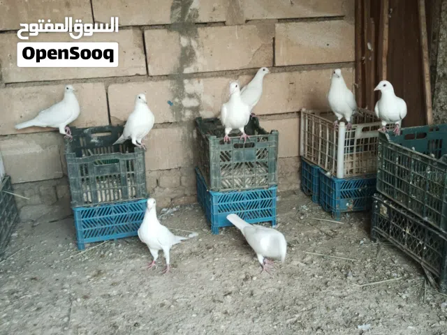 حمام زواج البيض للبيع