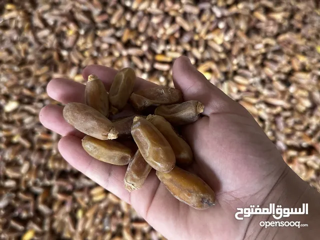 تمر البرني