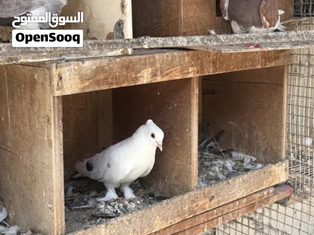 للبيع حمام ايرانيه