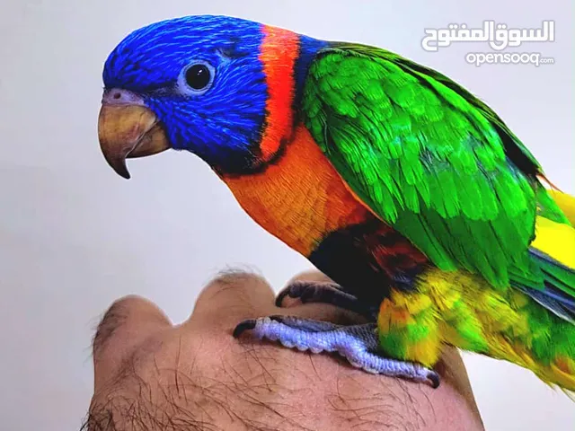 Rainbow Lori Red colour Local breed