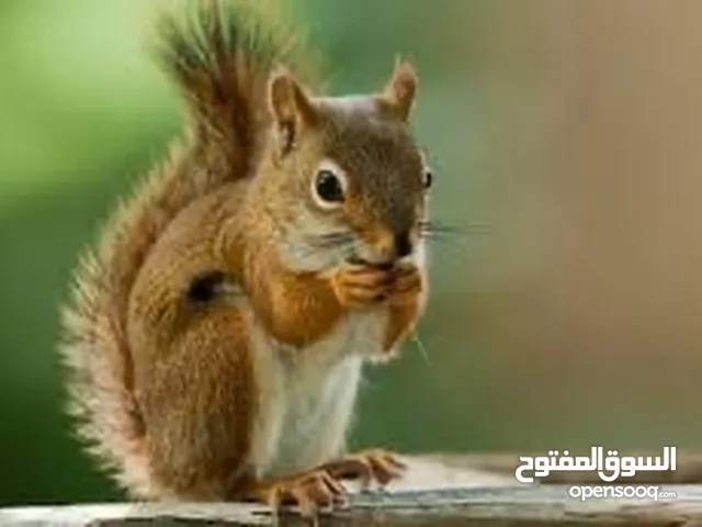 متوفر سناجب وكمية محدوده