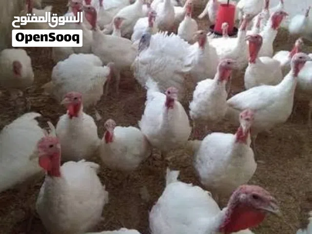 بسمالله ما شاء الله مت وفر صيصان حبش ابيض