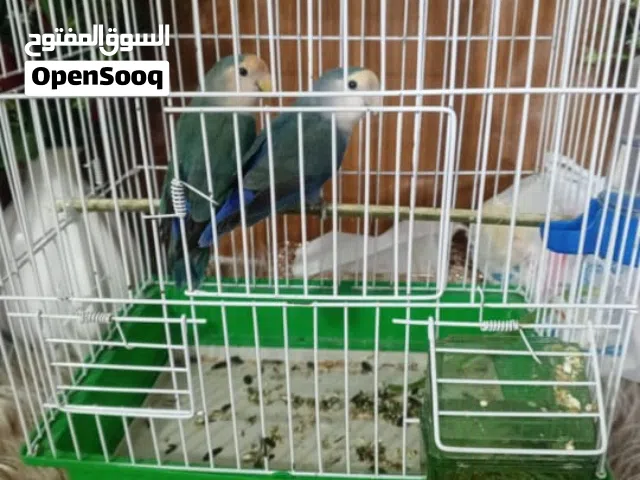 طير قندور للبيع   وبي مجال للتواصل معناه على واتساب فقط