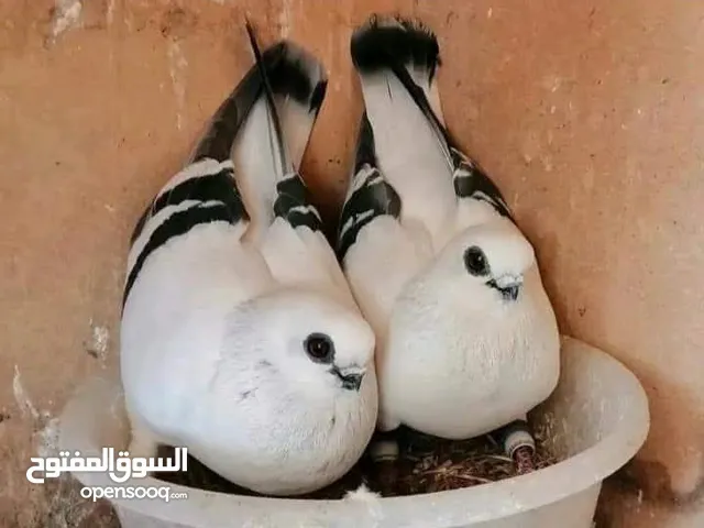 6 حمامات بواقي مكريش ماشالله عليهم للبيع فرخين عنابيات صفر وفرخين نغول وفرخ حلبي مطبع وبوز خطين