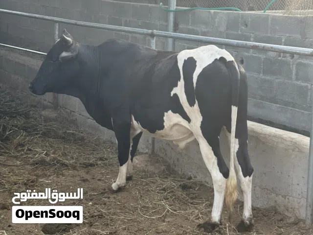 ثور للبيع  ظفاري تربيه 3 سنوات