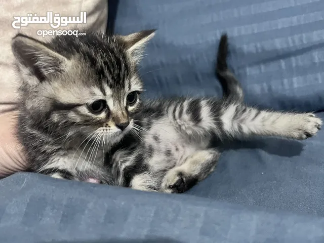 قط ذكر عمرو شهرين تقريبا