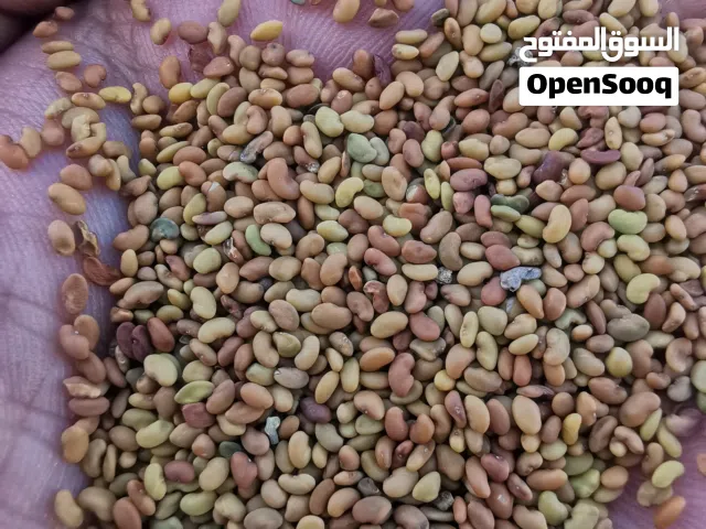بذور البرسيم ( قت )