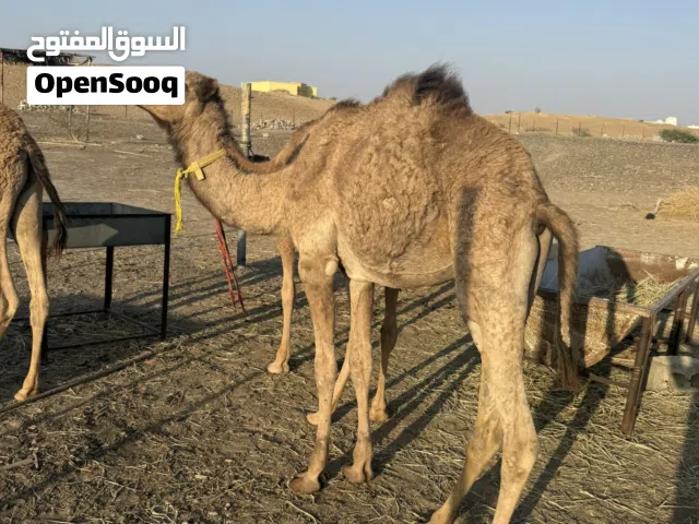 قعود سمين ماشاءالله