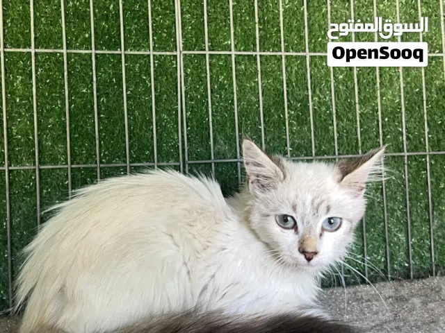 السلام وعليكم انثى هيملاي ع فارسي العمر 3 شهور سعر 150 د