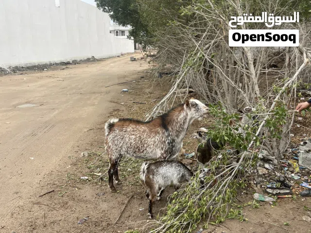 فحل صلالي اصلي