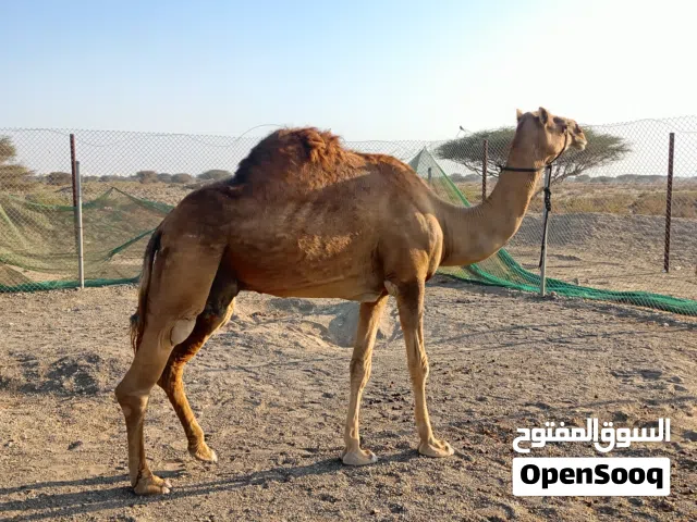 ناقه مهريه للبيع