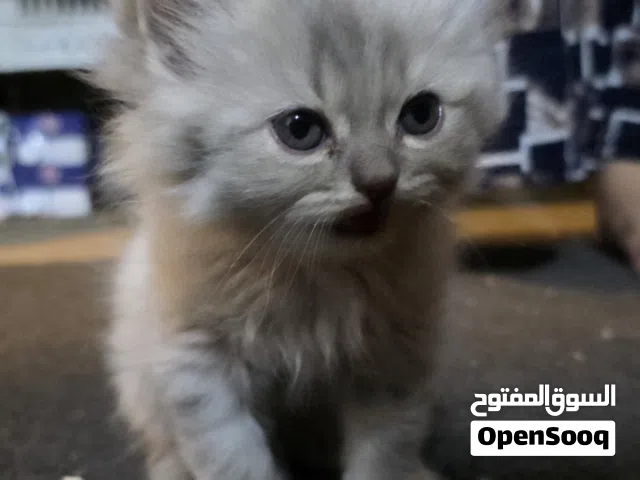 Pure Persian Kitten Available