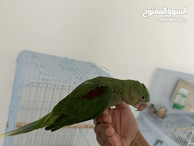ببغاء النيبالي