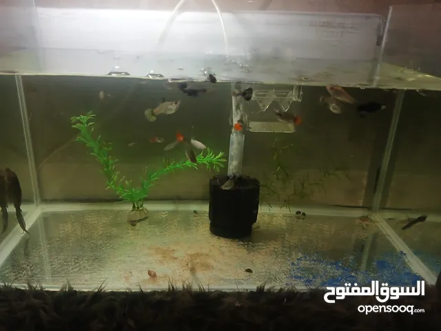 اسماك زينا ربي ابارك