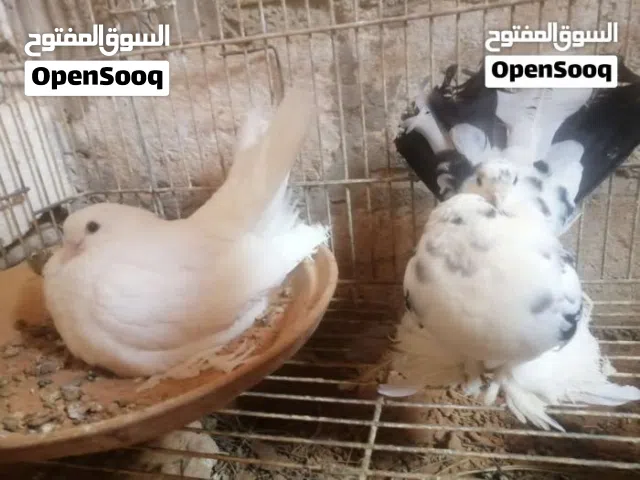 كوبيا روسي مصوقرة ماشاء الله تبارك الله لاقوة الا بالله
