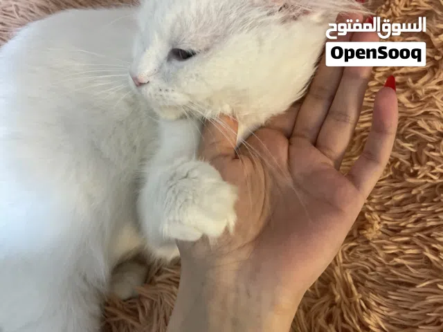 قطة للتبني بدون مقابل