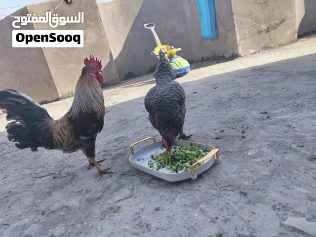 ديج افرك وا دجاجه خشنه