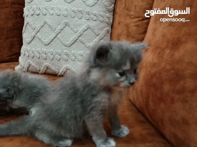 كتن سكوتش فولد باندا مكس مع هملايا بيور 6حبات