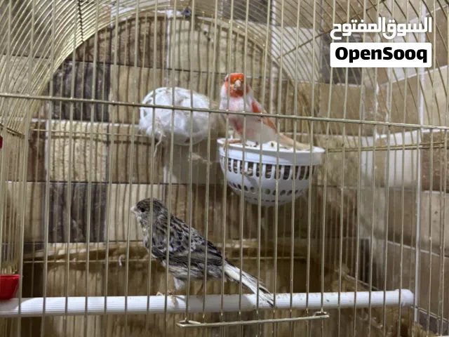 طيور كناري للبيع