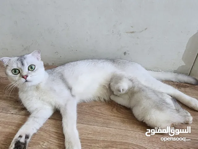 ماشاء الله للتبني قطه شانشيلا شورت هير مع بنتها شرط مع بنتها مع بعض ابي ناس تخاف الله فيهم