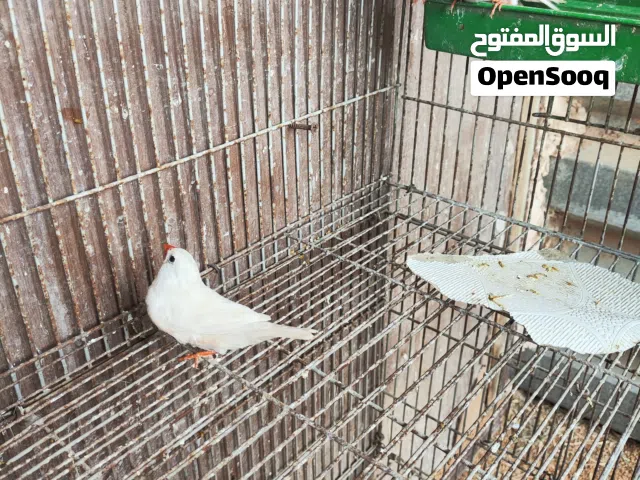 تلاته دكوره زيبرا شاركول حجم ربي يبارك
