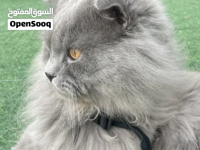 ذكر سكوتش فولد لونج هير للبيع (اقرا الوصف) توصيل مجانا الى باب البيت