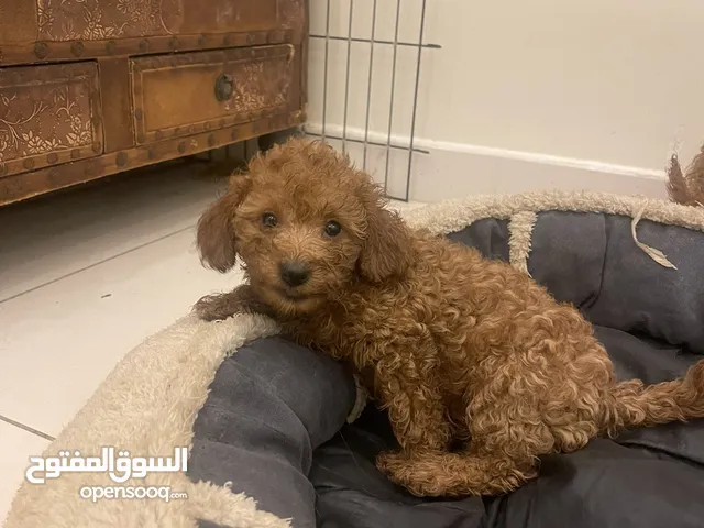 كلاب بودل جراء للبيع