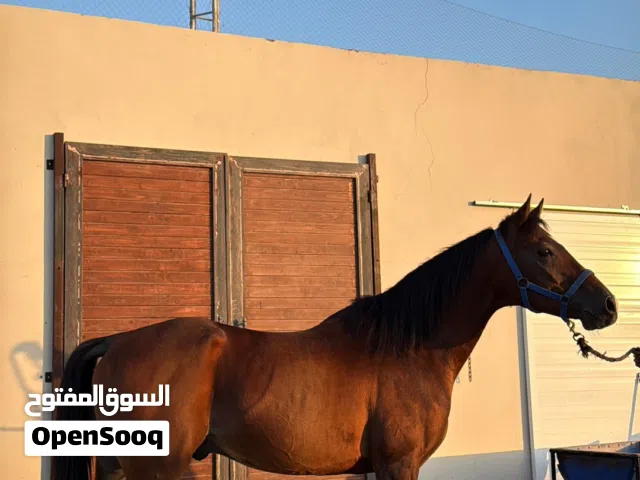 فحل ولد داحس منتج