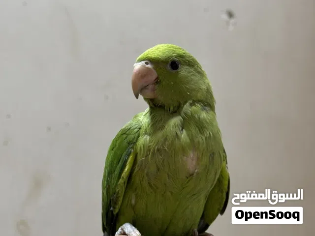 افراخ درة بيبي متو افريقي (الطيور تبزيرنا)