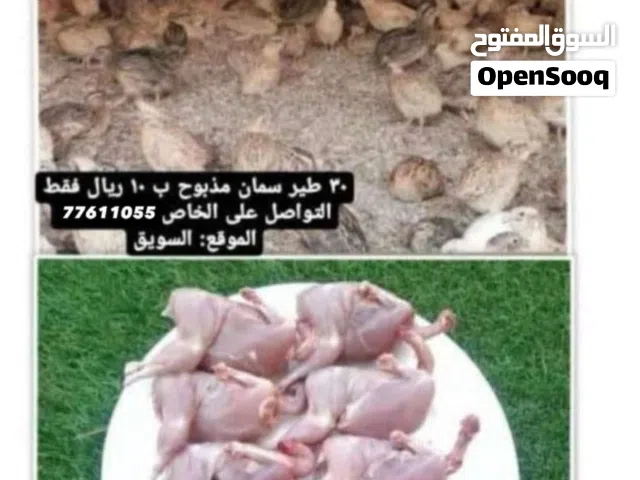 طيور سمانًًًًً