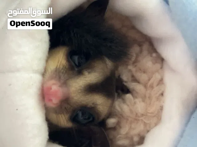 سنجاب طائر ذكر