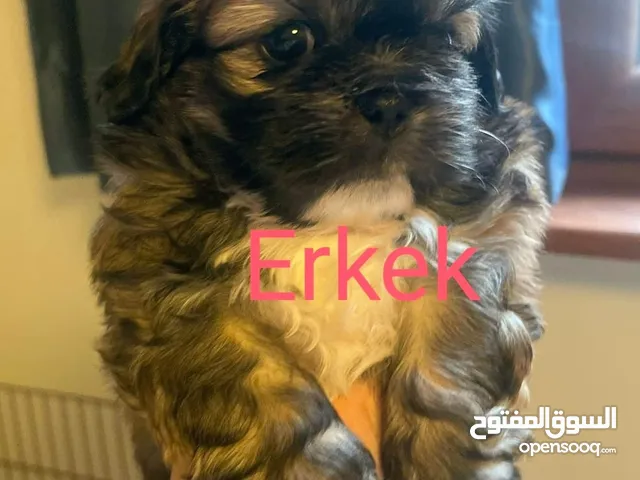 موقع #1 لبيع الكلاب في تركيا : كلب جيرمن شيبرد للبيع : هسكي : بيتبول : جرو