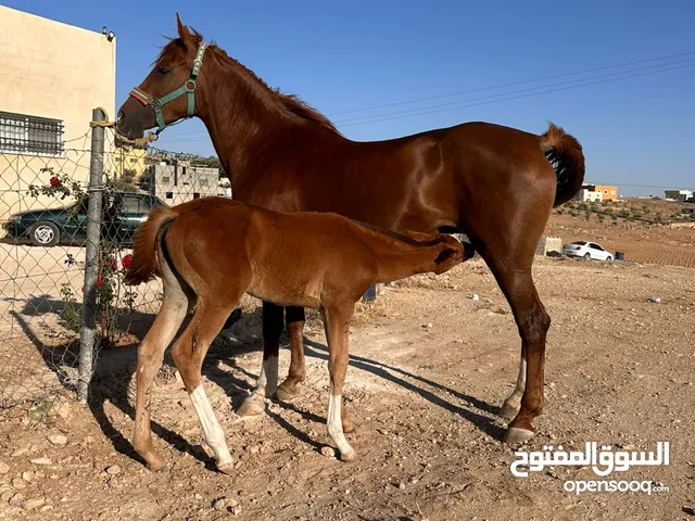 فرس للبيع العمر 6 سنوات