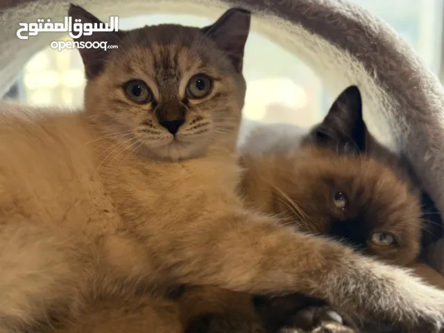 قطط نادرة للبيع