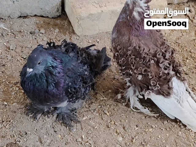 حمام نكرو زوجين وتك فحل
