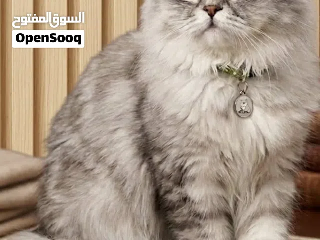 متوفر  قطة شانشيلا ملكية  قطة شانشيلا لون سلفر مميز العمر: 9 شهور  شكل جميل وعيون جذابة