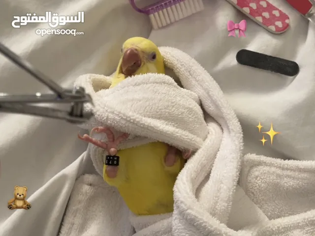 كويكر اصفر للبيع العمر شهر ونص تقريبا نهاية غر قابل انه ينفطم سبب البيع عدم التفرغ