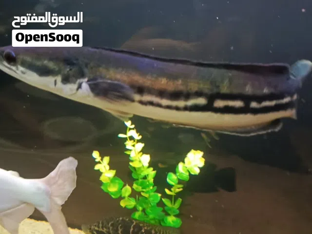 اسماك مفترس حجم كبير شوف وصف منيح