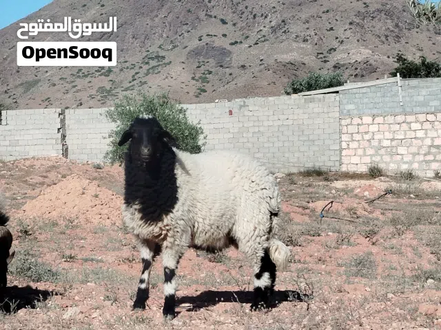 فطيمه للبيع