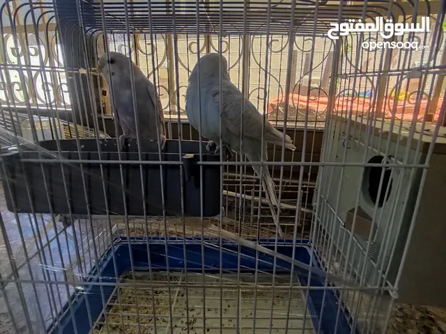 طيور حب للبيع