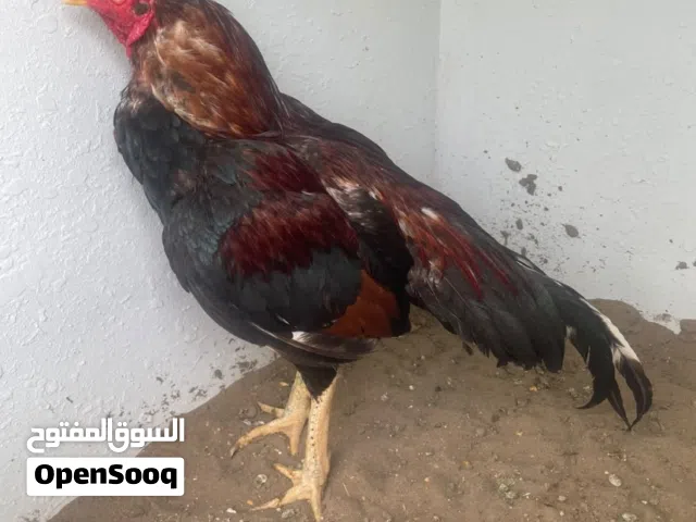 طير للبدل او للبيع قابل للتفاوض طير افرد وصبعه منكسر  واحد