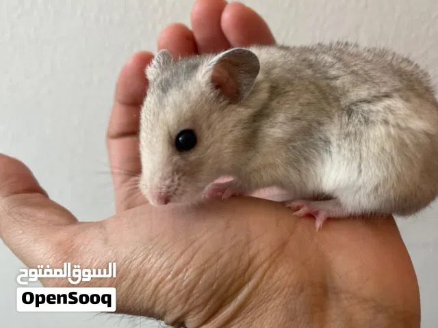 للتبني هامستر