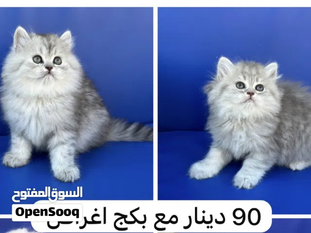 قطة انثى للبيع